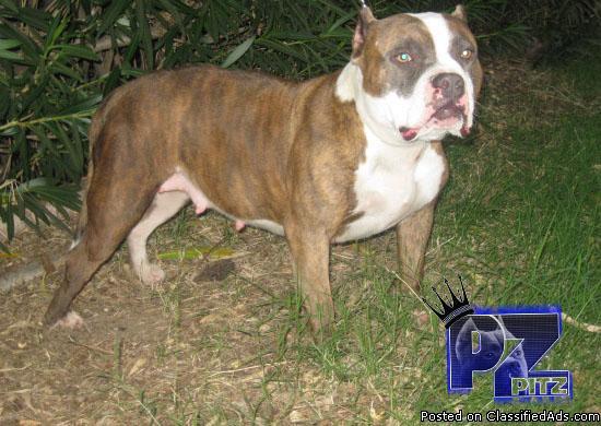 FEMALE DOG FOR SALE AMERICAN BULLY - Price: $350