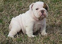 Female English bulldog puppy out to a good home for free adoption - Price: 0000