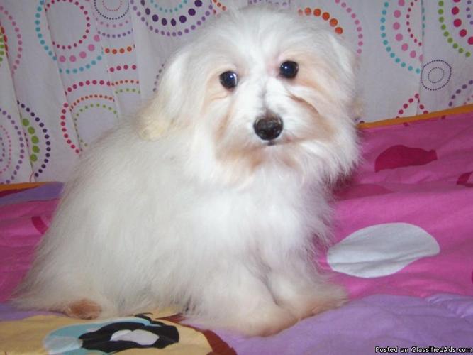 Female Malti-Poo puppy - Price: 100.00