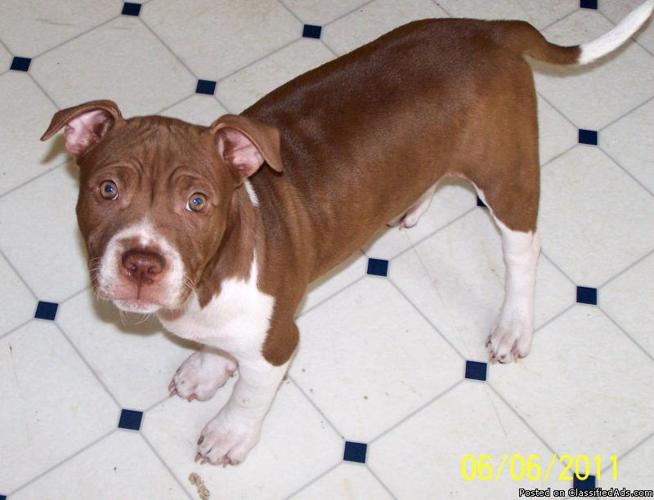 female pitbull puppy - Price: 350$$$