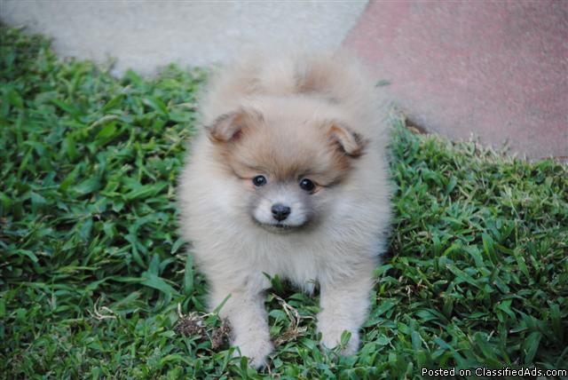 Female Pomeranian Puppy - Price: $375.00