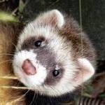 FERRETS!!!!! TWO MUST STAY TOGETHER!! - Price: 250.00