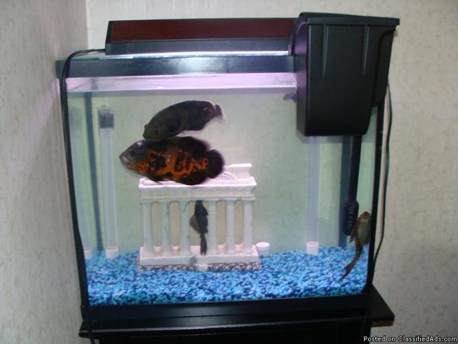 fish and tank - Price: 120.00