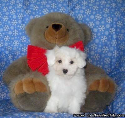 Fluffy Little Malti-Poo Puppies! - Price: $400