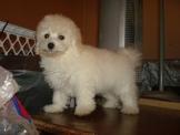 Fluffy Malti-Poo Puppies (solid white or solid black) - Price: 450
