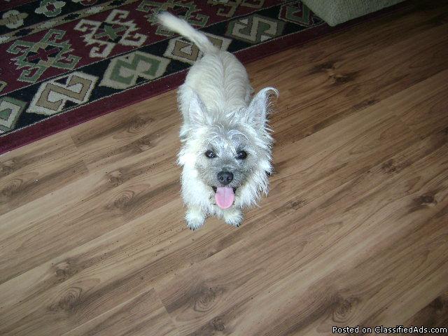 For Sale: 10 month old male CKC Cairn Terrier puppy - Price: $200