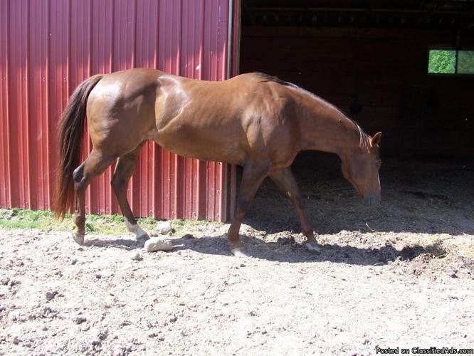 For Sale: 18 yr old reg solid Appaloosa mare - Price: $1500