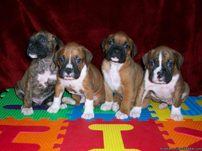 FOR SALE - AKC Boxer Puppies - Price: 500.00