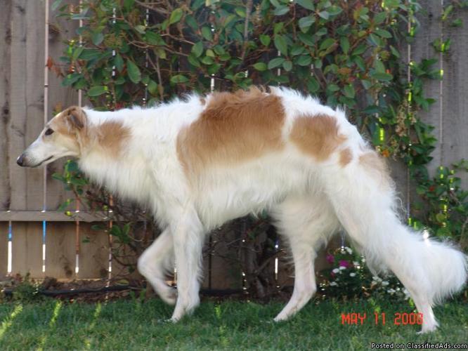 For Sale: Borzoi Russian Wolfhounds - Price: $500