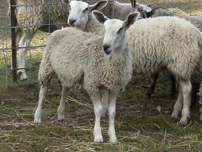 For Sale: Reg. Bluefaced Leicester Sheep Yearling Breeding Rams - Price: $250