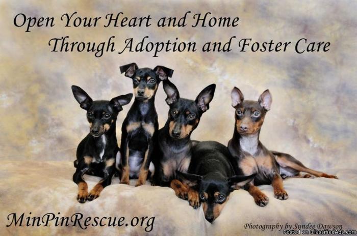 Foster Homes Needed For Miniature Pinscher Rescue