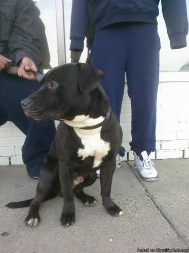 Found 8am Friday near Otto Middle School Male Black/White Puppy, not fixed, no collar
