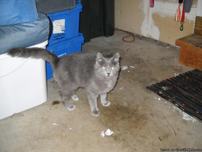 Found Grey Cat