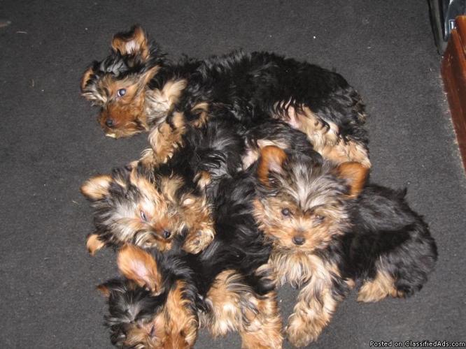 four cute teddybear face yorkie puppies - Price: $800-$1200