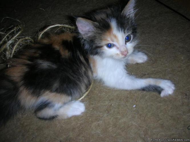 *FREE* BEAUTIFUL CALICO KITTEN (CLEVES) - Price: FREE