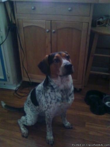 free loving blue tick hound/beagle dog to a great home! - Price: free!!