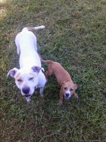 free pit bull pup - Price: call