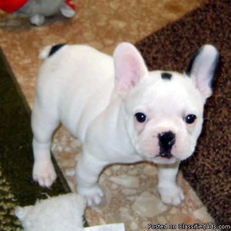 French Bulldog puppies AKC - Price: 2300