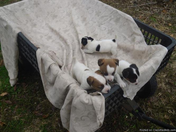 Full blood jack russell puppies - Price: 80.00