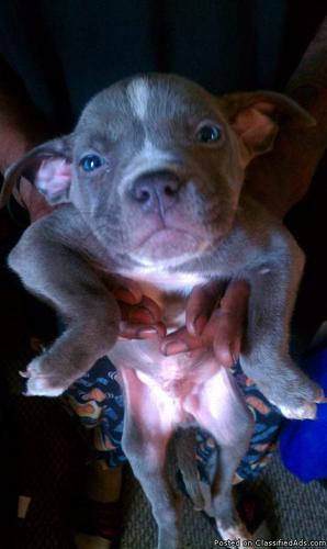 Full Blooded Blue Nose Puppies for Sale - Price: Negotiable