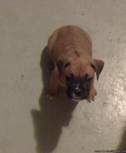Full-blooded Boxer puppies - Price: $200