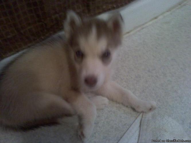 full blooded husky pup - Price: 150