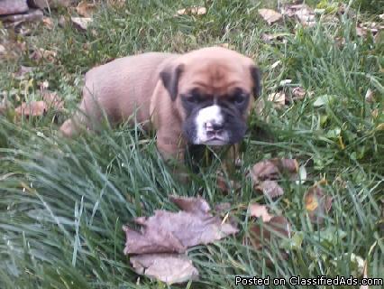 Full Bred Male Flashy Boxer Puppy - Price: 350.00