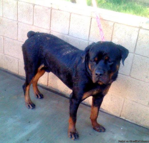 German Rottweiler looking for a female - Price: $50-150