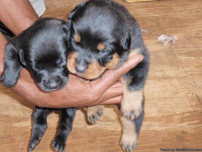 German Rottweiler Puppies For Sale 325 00 3k A K C For Sale In Winston Salem North Carolina Best Pets Online