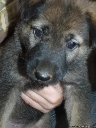 German Shepard and Akita Mix Puppies Born on the 4th of July - Price: 50.00