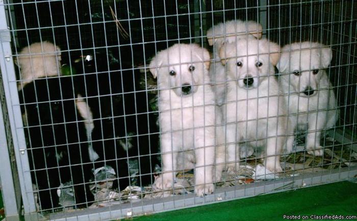 German Shepherd Pup: White male 850.00 - Price: 850.00