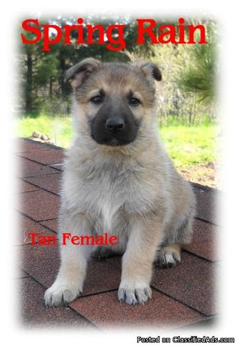 german shepherd puppies for sale $500