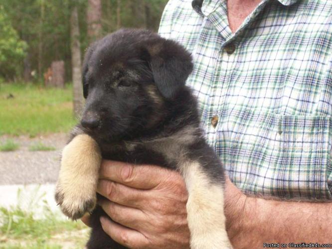 German Shepherd Puppies AKC - Price: 750.00