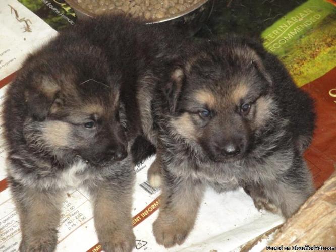 German Shepherd puppies by Imported male - Price: 800.00