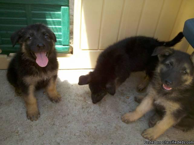 German shepherd puppies - Price: 300