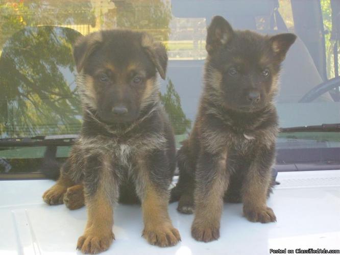 German Shepherd Puppies - Price: 400