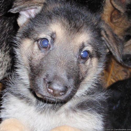 German Shepherd Pups - Price: $450