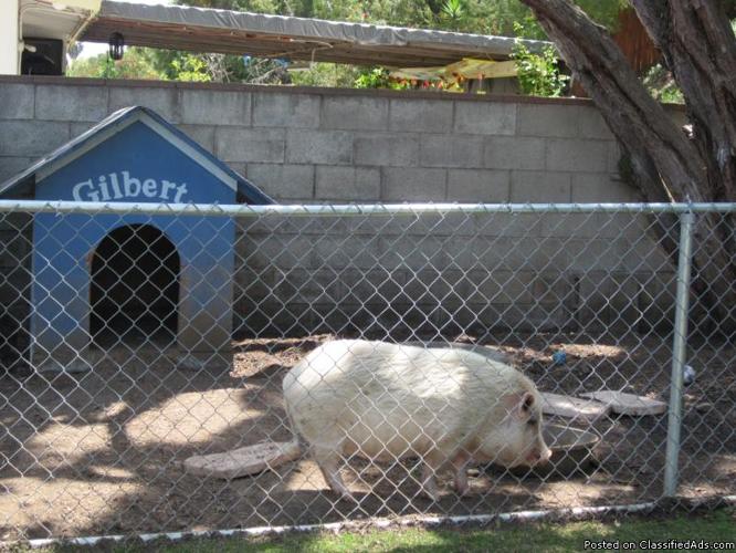 Gilbert The Potbelly Pig Needs a New Home - Price: small rehoming fee