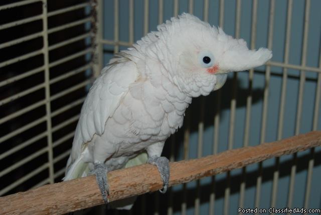 Goffin Cockatoos, male and female - Price: $800.00 for both