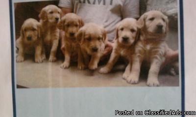 Golden Retreiver Puppies - Price: $450