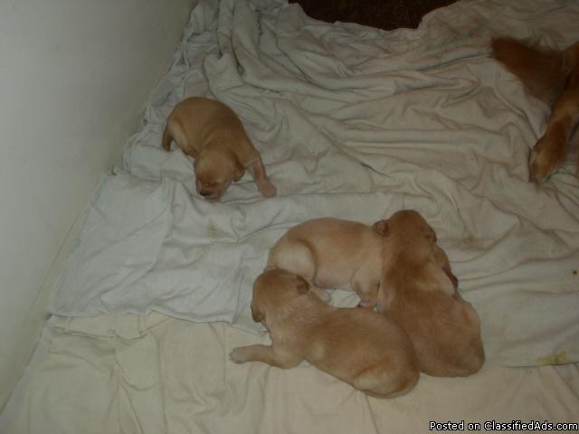 golden retreiver pups for sale - Price: $700.00