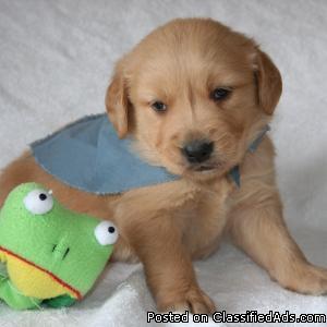 Golden Retriever And Goldendoodle Pups Price 600 00 For Sale In Aurora Colorado Best Pets Online