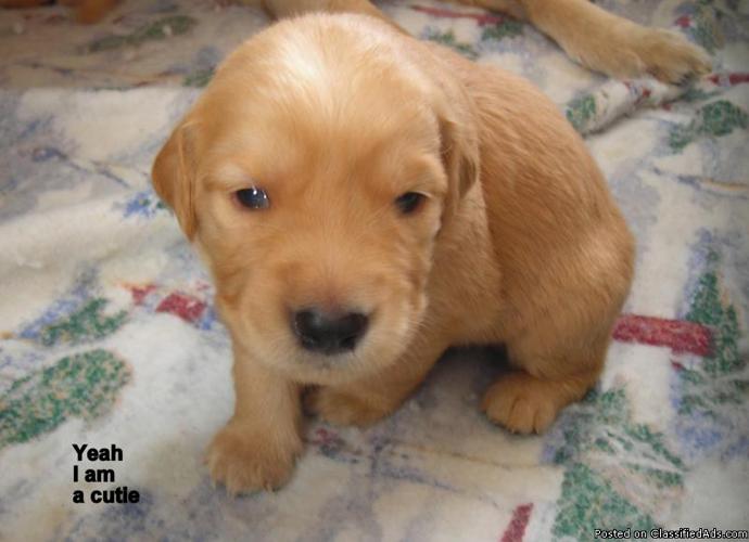 Golden Retriever Puppies - AKC - Price: $450.-$500