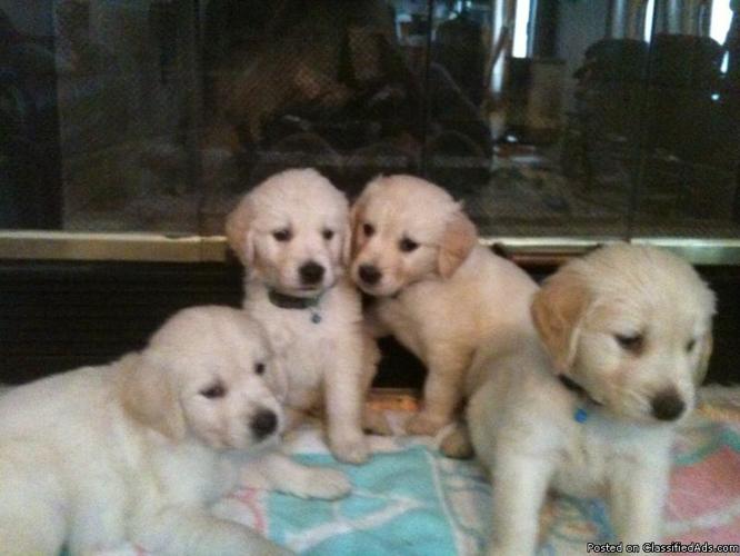 Golden Retriever Puppies Price 1 000 For Sale In Huntley Illinois Best Pets Online