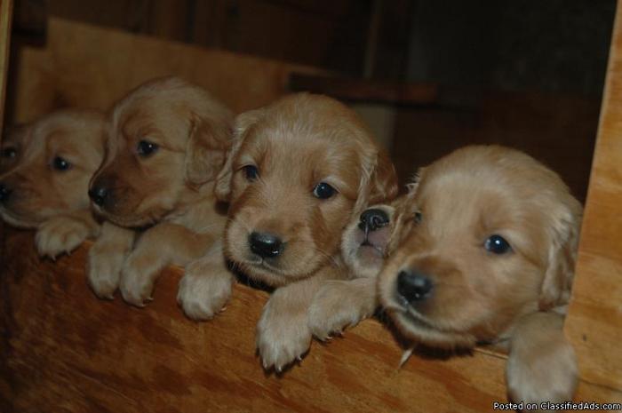 Golden Retriever puppies - Price: $450