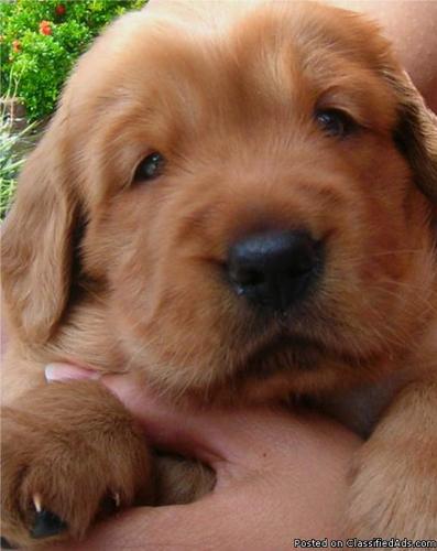 Golden Retriever Puppies - Price: $600