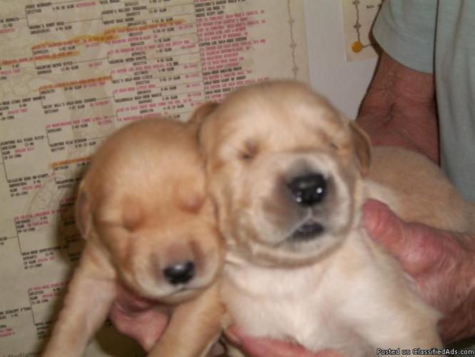 Golden Retriever Pups Akc Price 600 00 For Sale In Lakeland Florida Best Pets Online