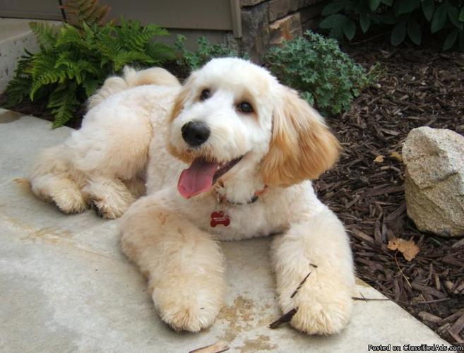 GOLDENDOODLE AND STANDARD POODLE PUPPIES