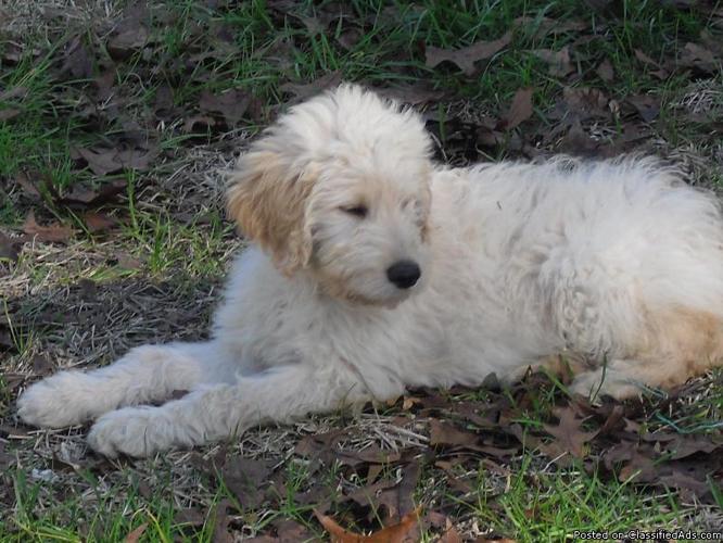 Goldendoodle pup born 12-12-10 CKC REG ONLY ONE MALE LEFT - Price: 600.00