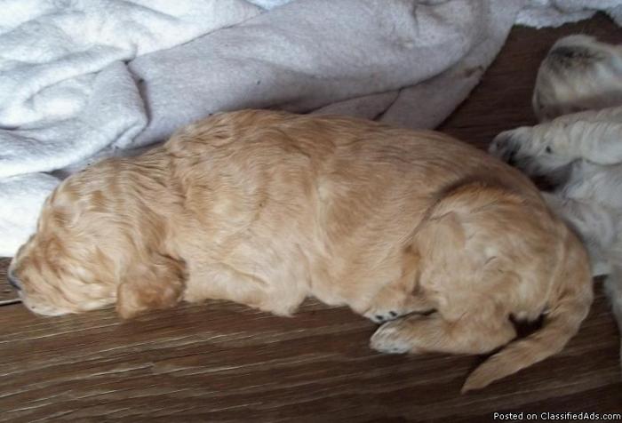 Goldendoodle pup born 12-13-10 CKC REG - Price: 600.00